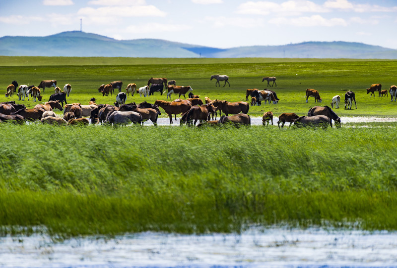 内蒙古，嘉宾与友朋的盛会