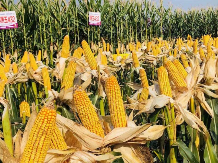 新疆,历史长河中的璀璨明珠闪耀之地