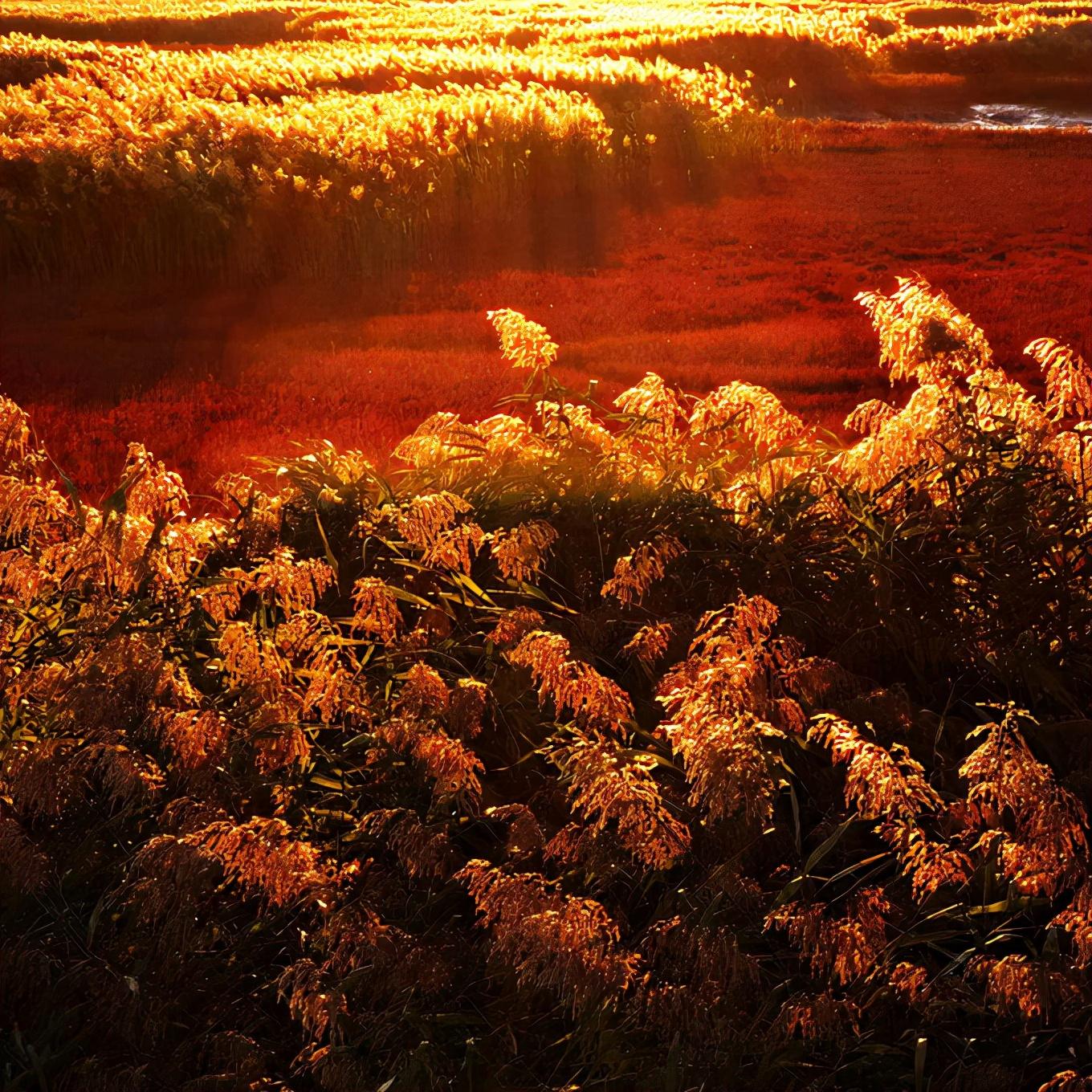 盘锦，多元发展城市的独特魅力与见解